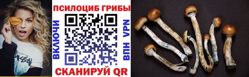 Галлюциногенные грибы Psilocybine cubensis  Тында 